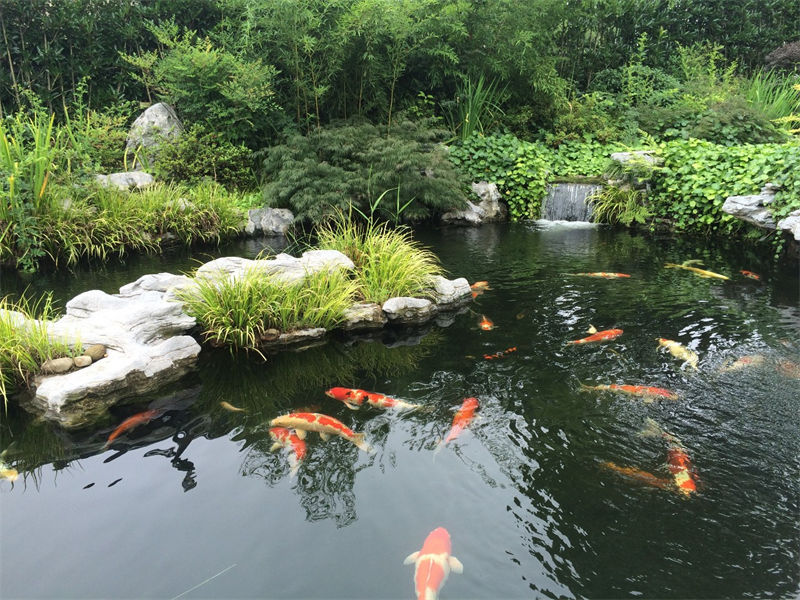 富阳锦鲤鱼池